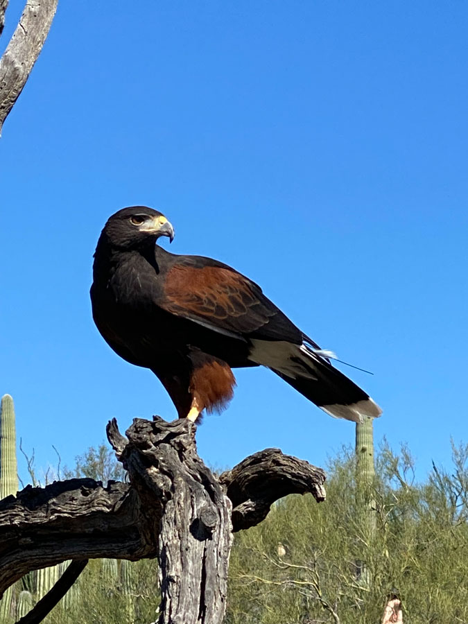 A Harris's Hawk perched on a branch displaying the side and tail of the bird.