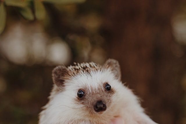 A hedgehog peeks up, only their face and ears are visible.