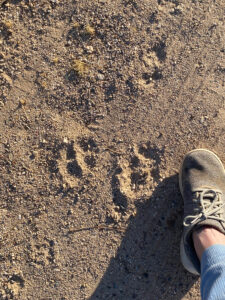 Elaine's foot next to the mysterious paw prints left in the dirt. 