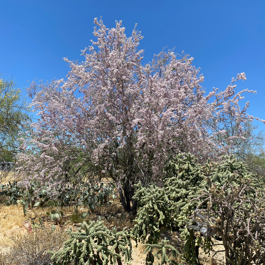 An ironwood tree in full bloom the pink blossoms contrast with a nearby cholla cactus.