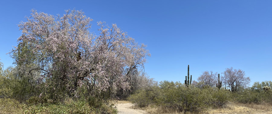 Pink blossomed ironwood trees line a desert trail.