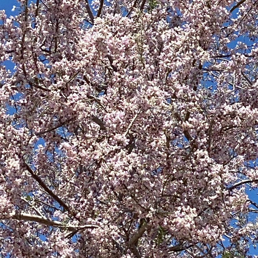 A close-up of the clusters of pink blossoms on an ironwood trees.