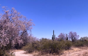 A Sonoran Desert scene with several pink blossomed trees.