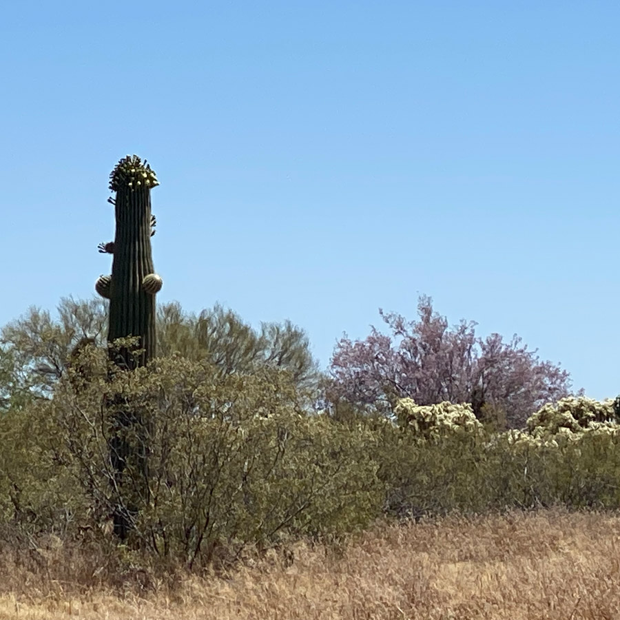 The pink blossoms of an ironwood tree peek over the green of a desert field.