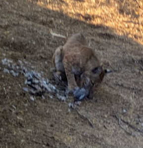 The same bobcat eating it's bird breakfast.