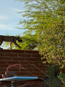 A bobcat walks along a wall with it's bird breakfast in mouth.