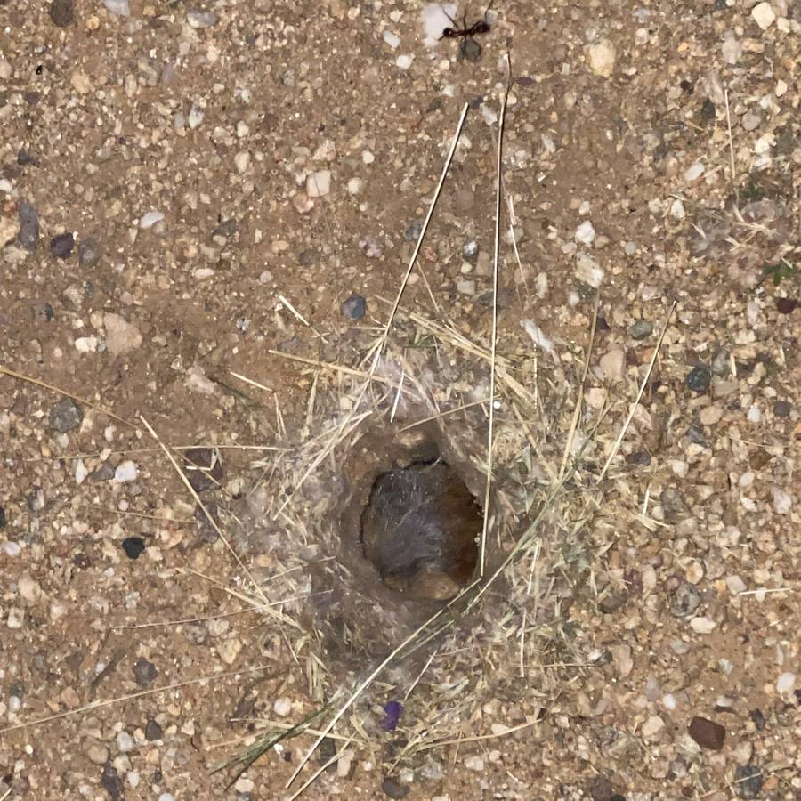 Another close-up of the hole, a creature is barely visible in the darkness of the hole.