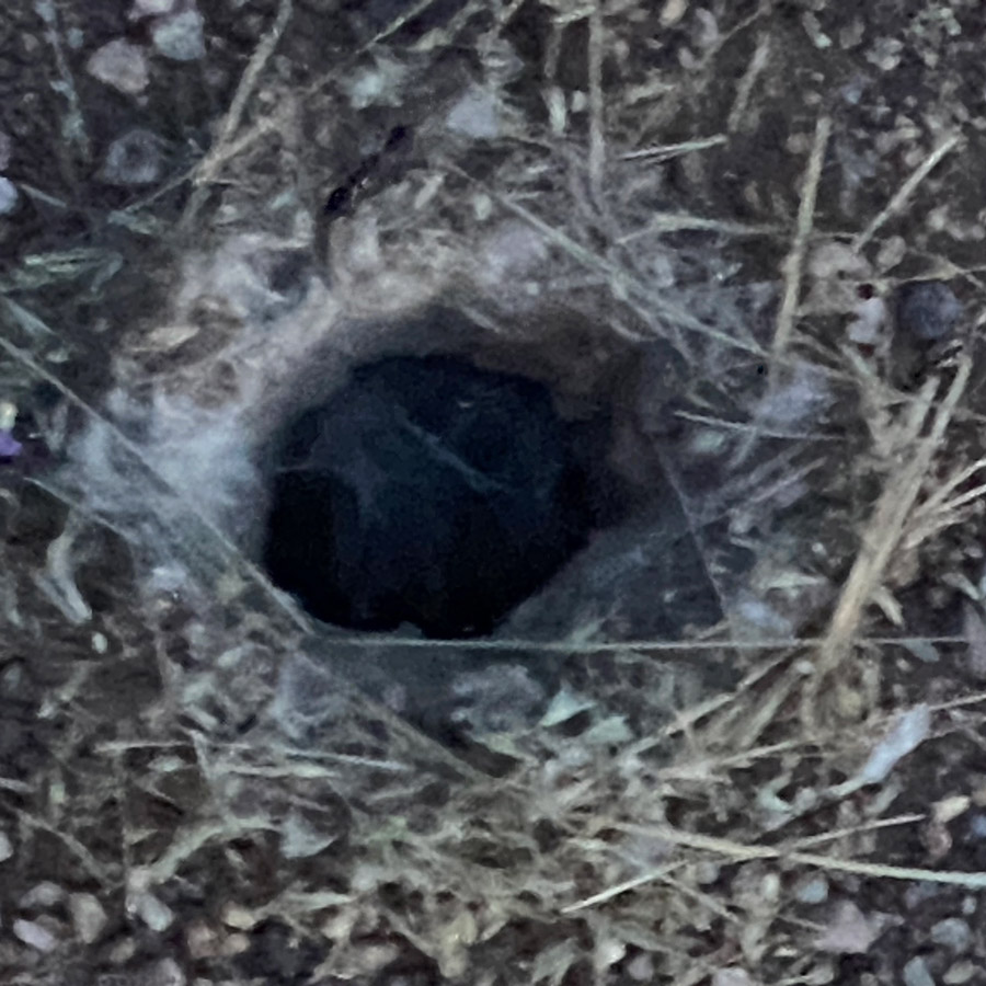 An extreme close-up of the whole, dried grass is stuck in the web around the hole.