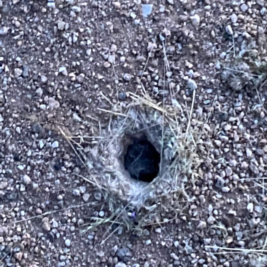 A closer image of the hole, showing the detail of the web.