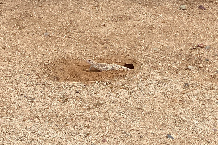 A Desert Iguana peeks out from his hole.