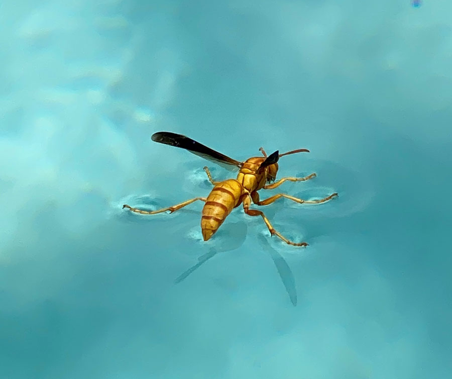 A yellow paper wasp floats on the surface of pool water.