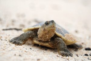 A young turtle sits on a sandy beach surveying his surroundings.