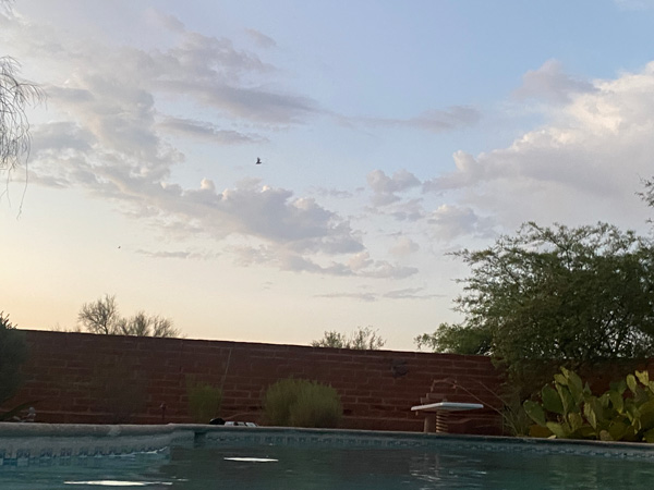 A bat flies in the air over Elaine's pool.