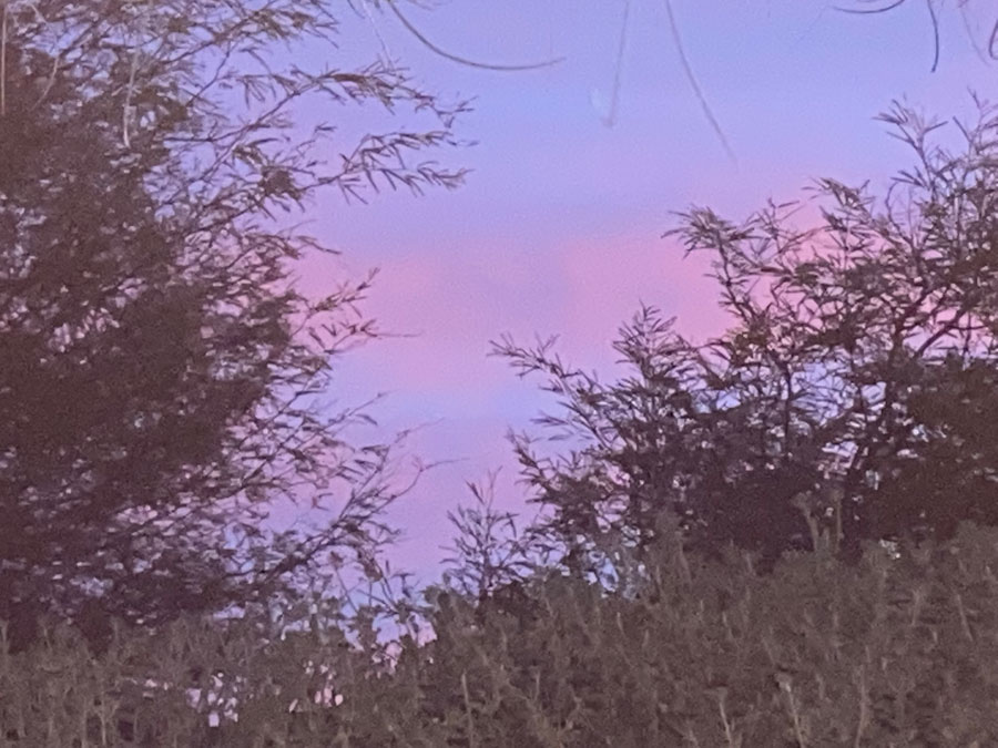 A brighter pink and blue sky framed by trees.