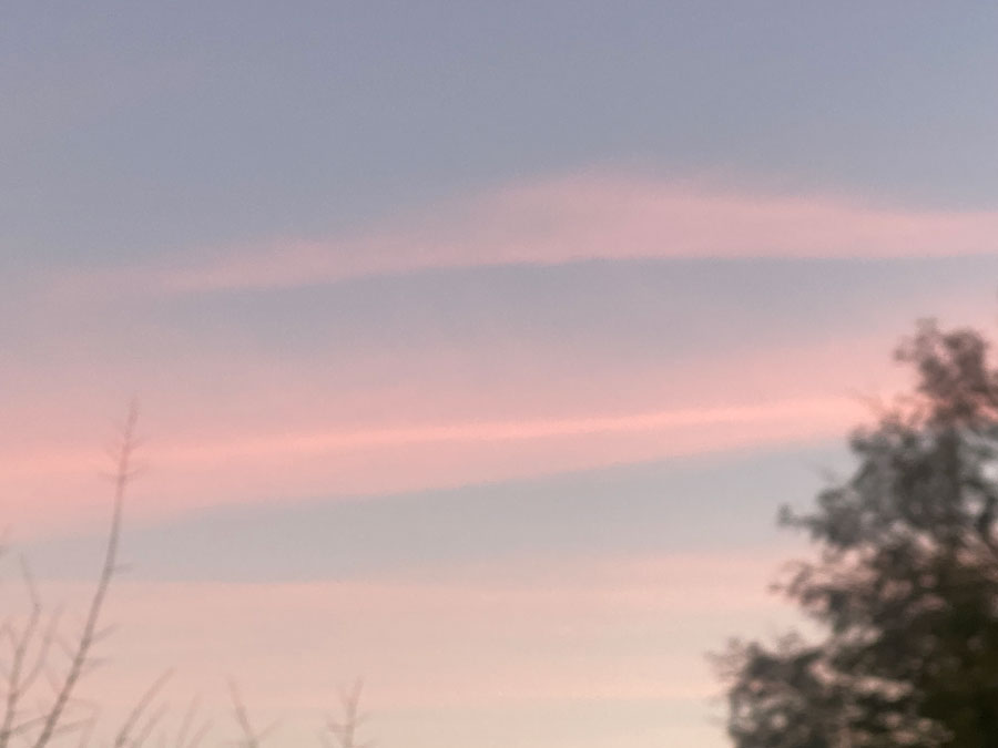 A pastel pink and blue sky framed by trees. 