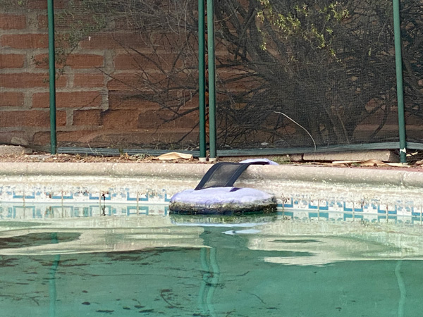 The wildlife ramp float in Elaine's pool.