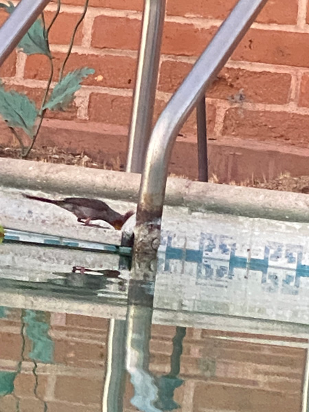 A cardinal sits on the step of the pool ladder while taking a sip on the pool