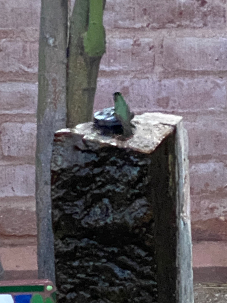 A small green bird takes a drink from Elaine's outdoor fountain. 