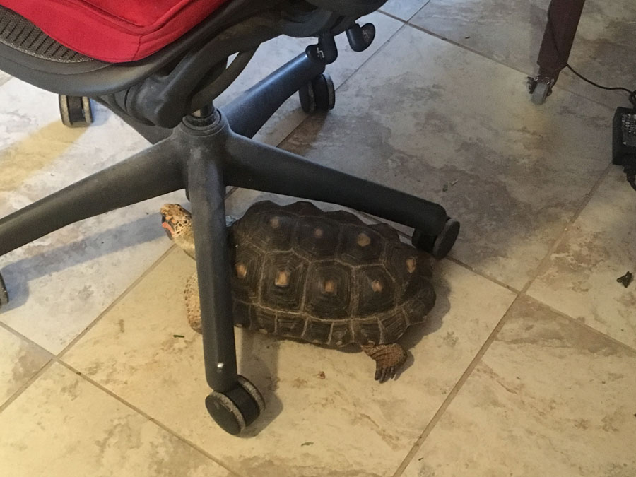 Myrtle the tortoise pushing an office chair across a tile floor.