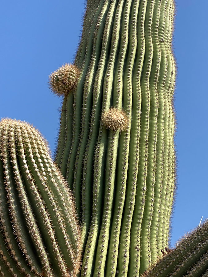 Two larger arm bugs on a saguaro.