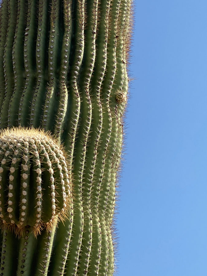 A saguaro with tiny buds and larger round arms that are more prominent. 