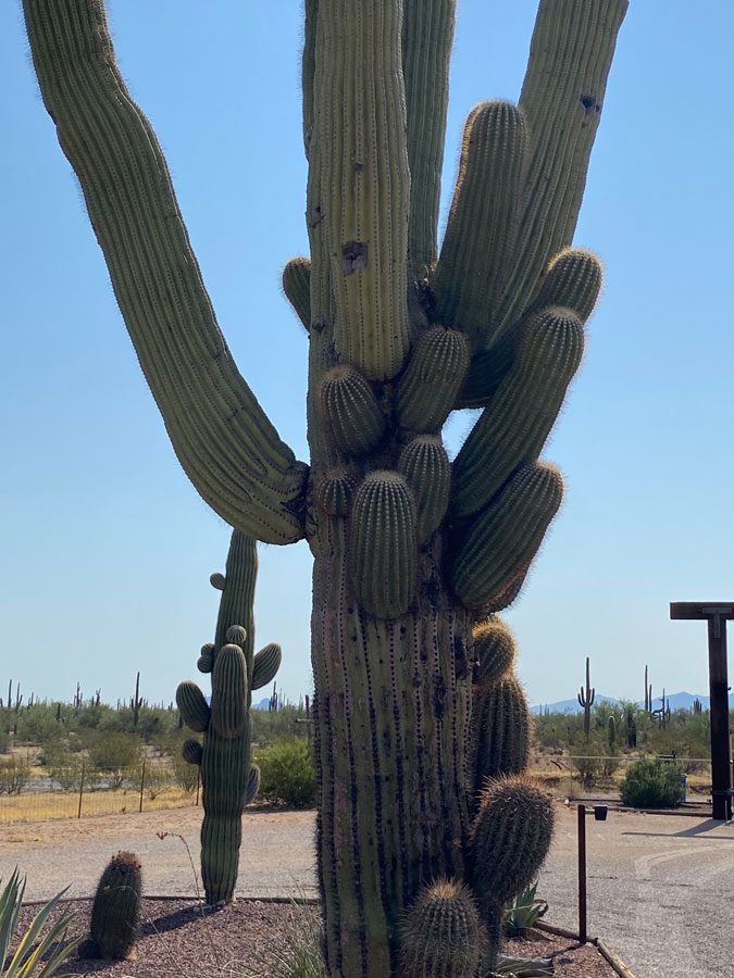 The same cactus from further away, more arms are apparent all the way down its trunk.