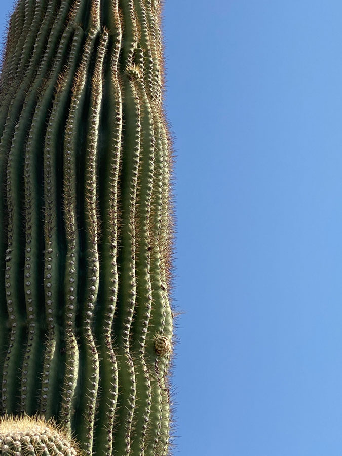 A saguaro trunk with tiny little buds of newly forms arms. 