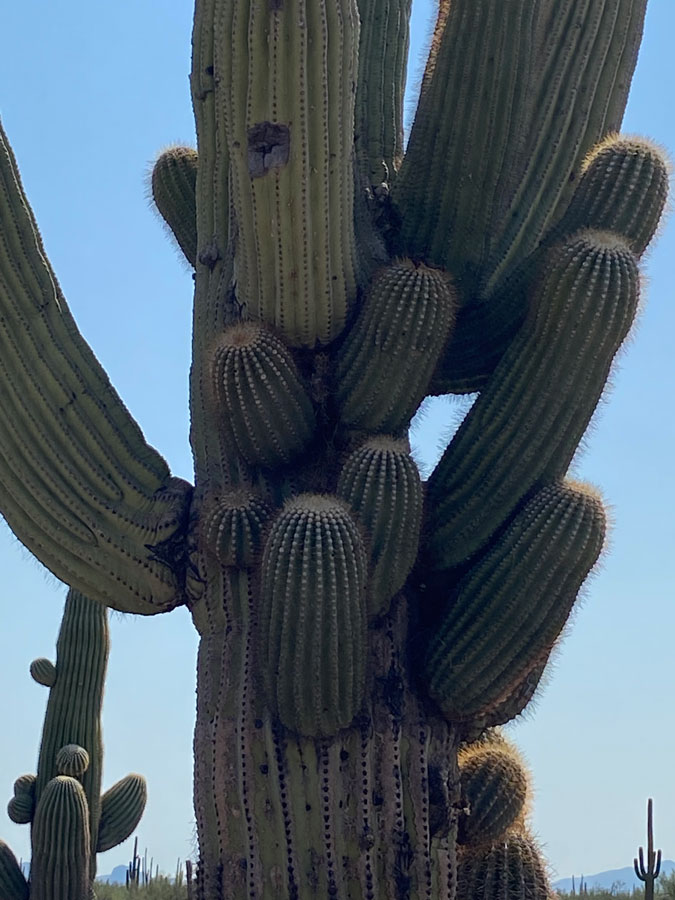 A large saguaro cacti with many arms of various sizes and lengths. 