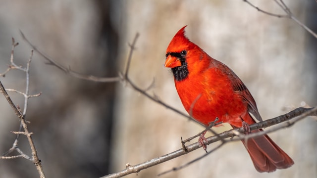 A bright red cardinal perched on bare tree branches.