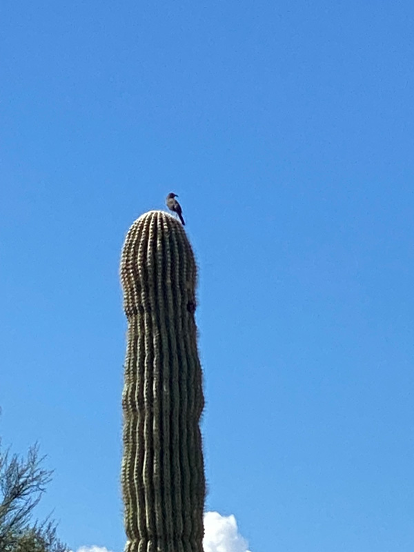 A dark mocking bird is perched atop a tall saguaro cactus.  