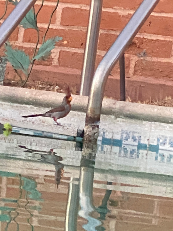 A gray and red female Desert Cardinal is perched on the side of Elaine's pool it's reflection in the water is visible.