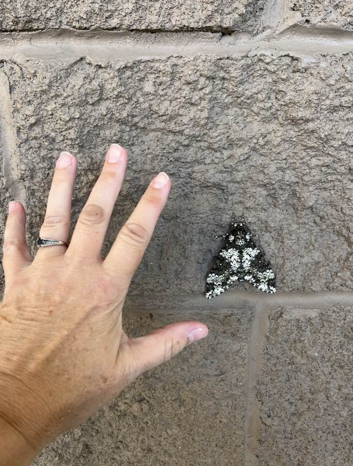 A black and white spotted moth clinging to a brick wall, a hand is placed next to it to reference the large size of the moth.