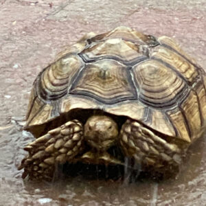 Cantata the tortoise takes a shower in the rain, her shell and rings are more visible while wet.