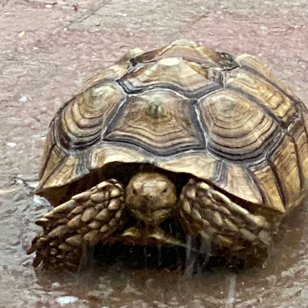 Cantata, a tortoise with a light tan shell, is partially hidden in her shell as she walks through rain.