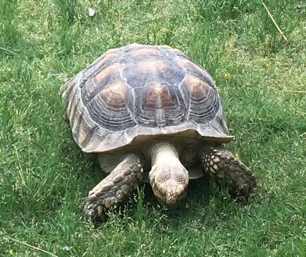 Duke the tortoise with a dark brown shell is munching on a green lawn.