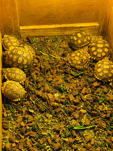 Baby tortoises huddle against the walls of a wooden crate.