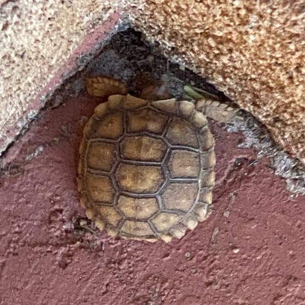 One of the baby tortoises huddled in the corner of a wall near the front door of a house.