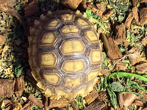 A close up of one of the babies, their shell is a light tan with a dark-lined geometric pattern.