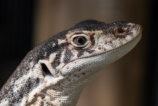 A Gould's Monitor, also called a Sand Monitor.