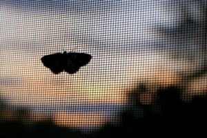 A silhouette of a moth on a window screen at sunset.