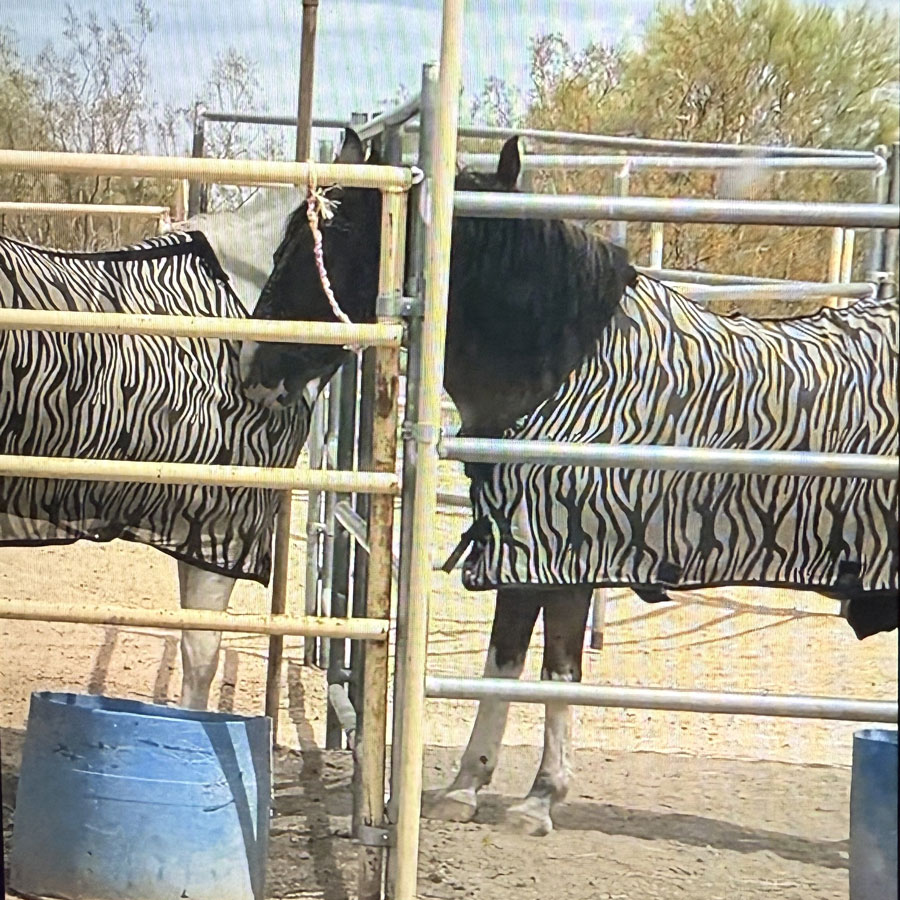 Two horse nuzzle each other over their pen, they both wear a zebra print fly cover.