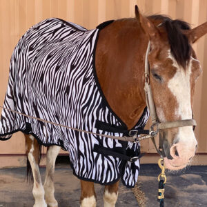 A brown and white horse wears a zebra striped fly cover.