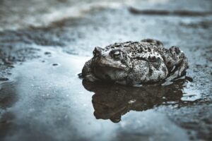 A large, gray-spotted toad sits in a puddle on asphalt.