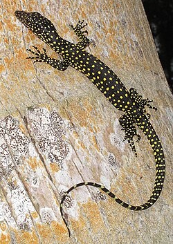 A dark hilitai with yellow spots grips the bark of a tree.
