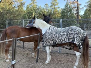 Two horses cuddle across a fence line.