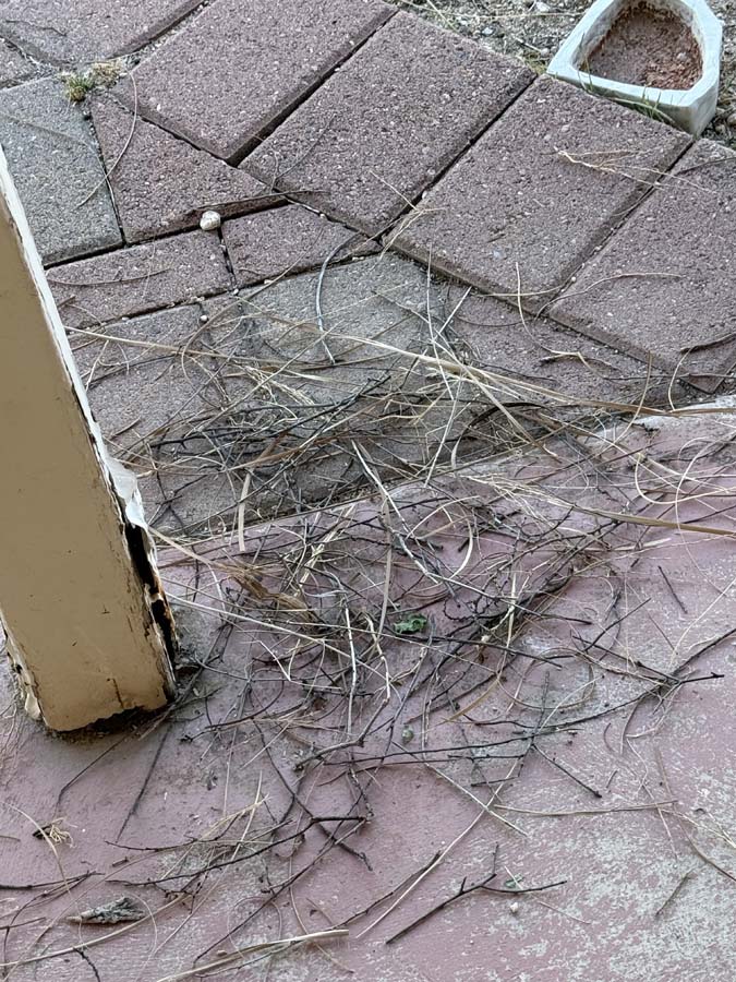 The small sticks and ruffage remains of a dove nest lay scattered on patio pavers.