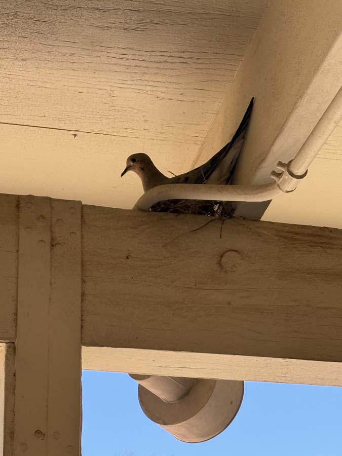 A morning dove sits in the same flimsy nest.