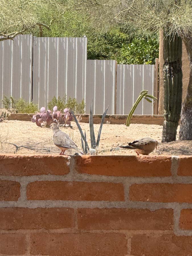 Two morning doves are perched on a brick wall together, a desert landscaped yard behind them.
