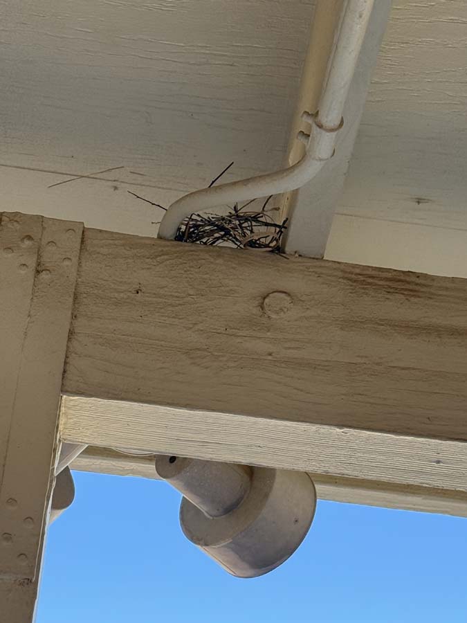 A sparce twiggy nest sits atop a wood beam under the covered patio.