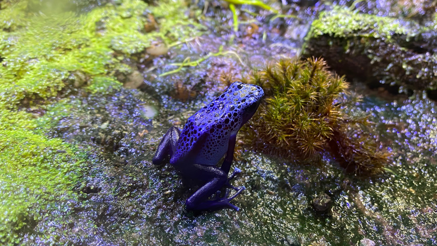 A striking close-up of a brilliant blue poison dart frog (Dendrobates azureus) perched on vibrant green and purple moss in its natural habitat.